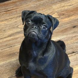 Emmy - Pug