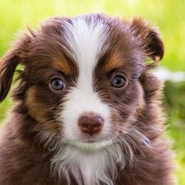 Miniature American Shepherd and Miniature Australian Shepherd Puppies from Bellewynd Acres