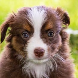 Miniature American Shepherd and Miniature Australian Shepherd Puppies from Bellewynd Acres