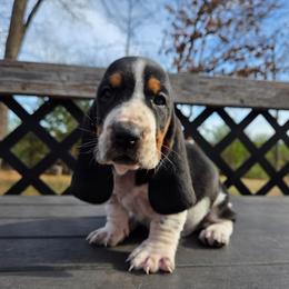 Rocky 2700.00 - Black brown and white male Basset Hound puppy in Denison, Texas from Emma Lou's Baby Bassets