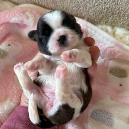 Miss Paprika-AKC Champion Bloodline - Red and white female Shih Tzu puppy in Long Beach, California from Prieto Shih-Tzu's