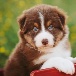 Australian Shepherd Puppies from River Reign Australian Shepherds