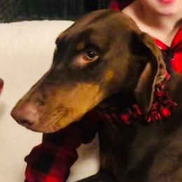 Doberman Pinschers from Dobermans Ni Thala
