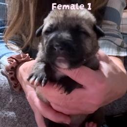 Female 1 - Fawn female Anatolian Shepherd Dog puppy in Daggett, Michigan from T&S Anatolians
