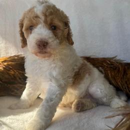 Pink girl - Parti female Goldendoodle puppy in Wilmington, North Carolina from Wrightsville Beach GoldenDoodles