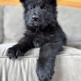 German Shepherd Puppies from Vom Schön Traumhund