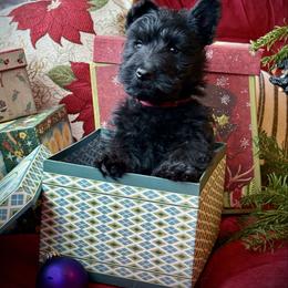 Burgandy - Black female Scottish Terrier puppy in Moyie Springs, Idaho from Avonlea Terriers