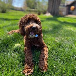 Aussiedoodle and Irish Doodle All Grown Up from Schooley Doodles