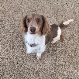 Legs - Dachshund