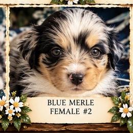 Eclipse - Blue merle female Miniature American Shepherd puppy in Plant City, Florida from Osborne & Stormborn FL Kennels