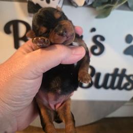 Girl 1 - Black and gold female Yorkshire Terrier puppy in Clermont, Florida from Bella's Prissy Butts