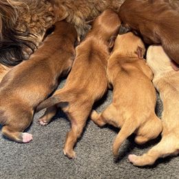Female 1 - Red sable female Havanese puppy in Congerville, Illinois from Happy Go Lucky Havanese