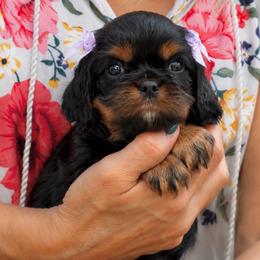 Bea - Black and tan female Cavalier King Charles Spaniel puppy in Greensboro, North Carolina from Hyde Park Cavaliers