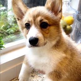 Pembroke Welsh Corgi Puppies from Corgipuppystore