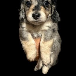 Dachshund Puppies from TLC Dachshunds