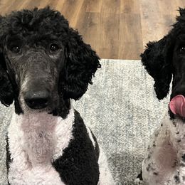 Poodles from Moonlight Standard Poodles