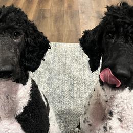 Poodles from Moonlight Standard Poodles