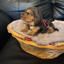 Girl 6 red - Black white and tan female Basset Hound puppy in Columbus, Ohio from Olveras Hound of Ohio