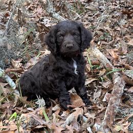 Boykin Spaniel Puppies from Briar Patch Kennels at Lucy Creek