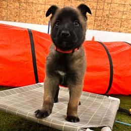 Girl 6 - female Belgian Tervuren puppy in Farmington, Maine from Pine State Shepherds