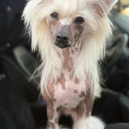 Chinese Crested puppies from Aero Chinese Cresteds