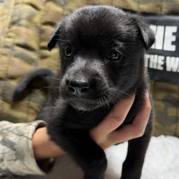Zyla - Black brindle female Dutch Shepherd puppy in Watertown, Connecticut from APACHEK9