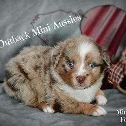 Farley - Red merle male Australian Shepherd puppy in Ranger, Texas from Outback Mini Aussies