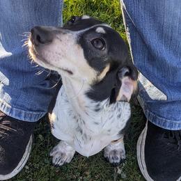 3 - Pinocchio. - Black and cream male Dachshund puppy in Central Point, Oregon from MRS Long Dog Ranch