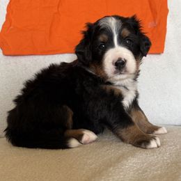 Orange Girl - Black rust and white female Bernese Mountain Dog puppy in Nebraska from Colson Kennels