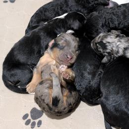 Bernedoodle Puppies from Oswegatchie Doodles