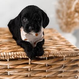 The Midnight Society's Raven - Black female Goldendoodle puppy in Russell Springs, Kentucky from Milk & Honey Doodles