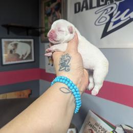 Girl 3 - White female French Bulldog puppy in Forney, Texas from Dallas Lonestar Bullies