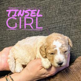 Tinsel - Cream female Goldendoodle puppy in Cambridge, Minnesota from Country Meadow Doodles