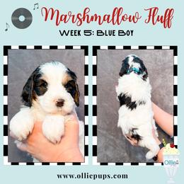 Marshmallow Fluff - Black and white male Bernedoodle puppy in Boiling Springs, South Carolina from OlliePups, LLC