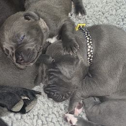 Cane Corso Puppies from Ruby Mountain Royalty