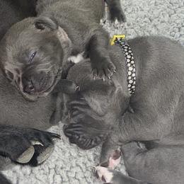 Cane Corso Puppies from Ruby Mountain Royalty