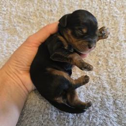 Snoopy - Black and tan male Cavapoo puppy in Floyd, Virginia from Hearts and Paws Poodles and Doodles