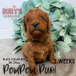 Cavapoo Puppies from Ruby's Cavapoos