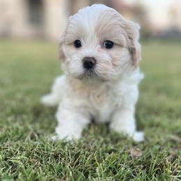 Bichon Frise and Shih Tzu Puppies from Teddy Bears of Arizona