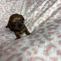 Taylor - Brindle female Dachshund puppy in Lake City, Florida from My Ditzy Doxies of Florida