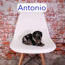 Antonio - male Aussiedoodle puppy in Calhoun, Georgia from Happy Top Doodles