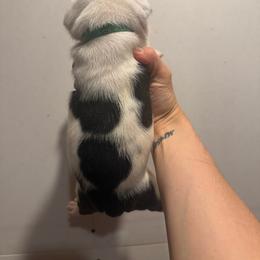 Sam - Red brindle and white male Bulldog puppy in Topeka, Kansas from Midwest Monster Made Bulldogs