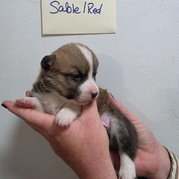 Finn - Sable male Pembroke Welsh Corgi puppy in Tucson, Arizona from D-S Ranch Corgis