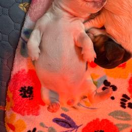 Girl 4 - Piebald female Dachshund puppy in Stockton, California from Royalty Weenies