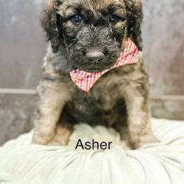 Asher - Sable male Goldendoodle puppy in Pasco, Washington from Camp Doodle Woods