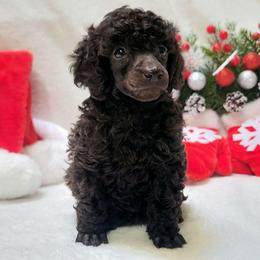 Female 1 - Brown female Poodle puppy in Lakeland, Florida from Anna-Ash Poodles