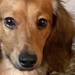 Dachshunds from Land of Oz Dachshunds