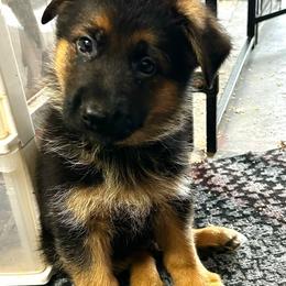 Boy 4 - Black and red male German Shepherd puppy in Puyallup, Washington from Majestic Royal German Shepherd’s