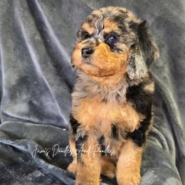 Varang - Blue merle female Aussiedoodle puppy in Cleveland, Georgia from Jam's Doodles And Poodles