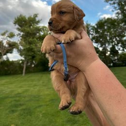 Boy 6 - male Golden Retriever puppy in Gillette, Wyoming from WyoGold Retrievers